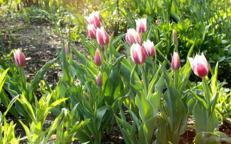Lac van Rijn Tulip | George Washington's Mount Vernon